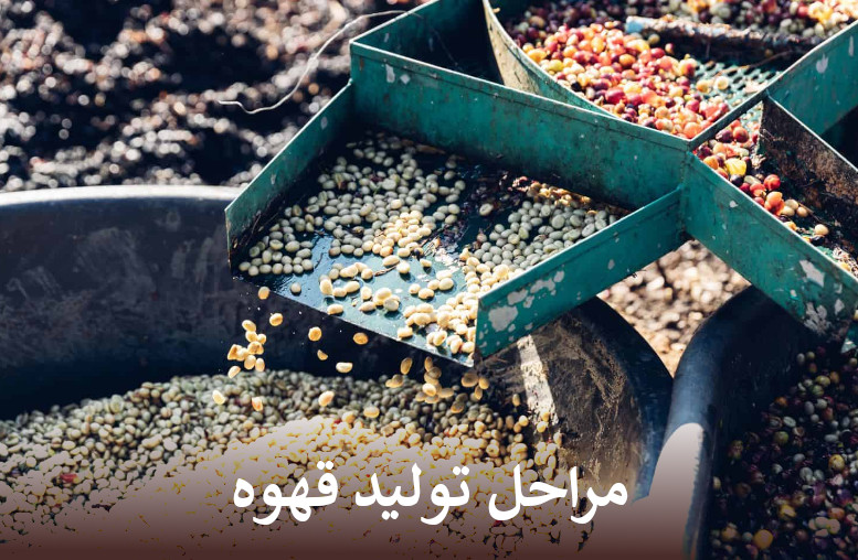 مراحل تولید قهوه