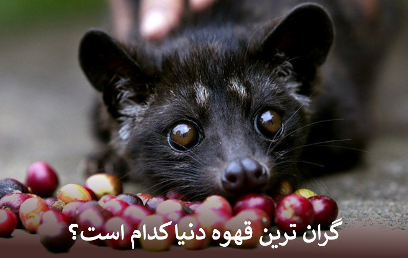 گران ترین قهوه دنیا کدام است؟